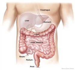 intestinal transplant surgery
